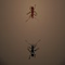 The Ant Arena - Arkade Spiel